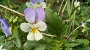 Attēlu rezultāti vaicājumam “Viola tricolor subsp. matutina flower”