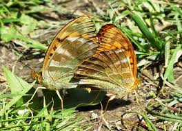 Attēlu rezultāti vaicājumam “Argynnis paphia female”