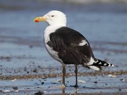 Attēlu rezultāti vaicājumam “Larus marinus”