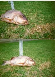 Image result for Petrus rupestris