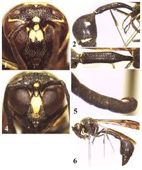 Attēlu rezultāti vaicājumam “Eumenes sp.”