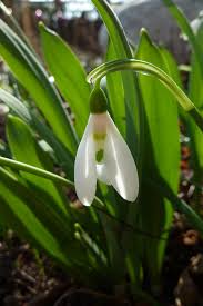 Attēlu rezultāti vaicājumam “Galanthus nivalis fruit”