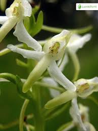 Attēlu rezultāti vaicājumam “Platanthera bifolia leaf”