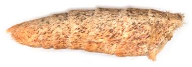 Attēlu rezultāti vaicājumam “Plagodis pulveraria”