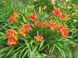 Image result for Hemerocallis `Moses Fire`