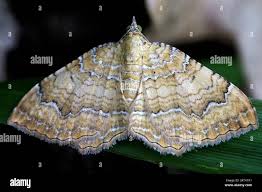 Attēlu rezultāti vaicājumam “Camptogramma bilineata”