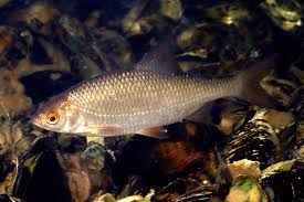 Image result for Rutilus rutilus