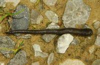 Attēlu rezultāti vaicājumam “Haemopis sanguisuga”