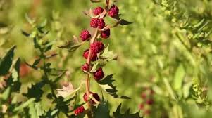 Image result for chenopodium foliosum