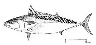 Image result for Euthynnus alletteratus