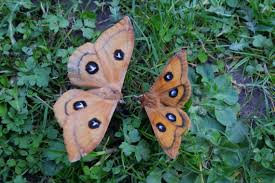 Attēlu rezultāti vaicājumam “Aglia tau”