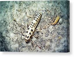 Attēlu rezultāti vaicājumam “Calvia decemguttata larva”