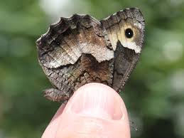 Attēlu rezultāti vaicājumam “Hipparchia alcyone underside”