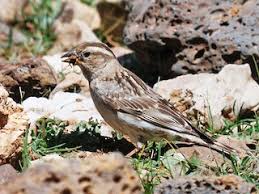 Image result for Petronia petronia