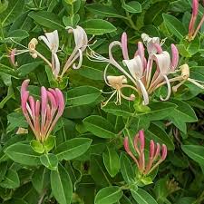 Attēlu rezultāti vaicājumam “Lonicera”