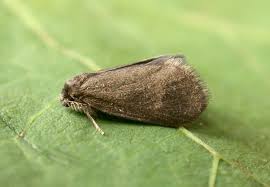 Attēlu rezultāti vaicājumam “Psyche casta”