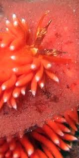 Attēlu rezultāti vaicājumam “Bulbochaete mirabilis”