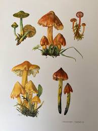 Attēlu rezultāti vaicājumam “Hygrocybe sp.”