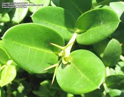 Attēlu rezultāti vaicājumam “Cribraria macrocarpa stalked”