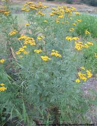 Image result for Tanacetum vulgare