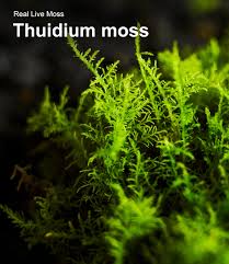 Attēlu rezultāti vaicājumam “Thuidium”