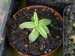 Attēlu rezultāti vaicājumam “Pinguicula vulgaris leaf”