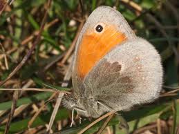 Attēlu rezultāti vaicājumam “Coenonympha pamphilus upperside”