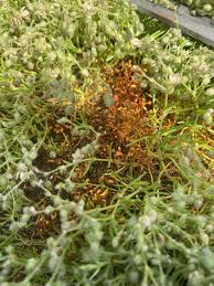 Attēlu rezultāti vaicājumam “Bryum argenteum sporophyte”