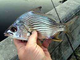 Image result for Eugerres plumieri