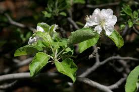 Attēlu rezultāti vaicājumam “Malus sylvestris”