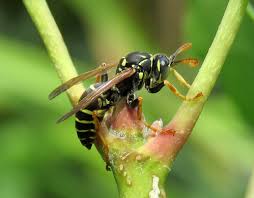 Attēlu rezultāti vaicājumam “Polistes nimpha”
