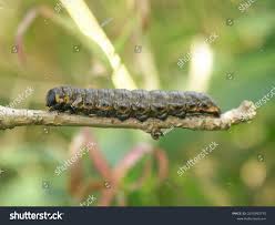 Attēlu rezultāti vaicājumam “Cucullia umbratica”