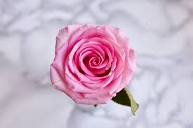 Image result for FOTO ROSA