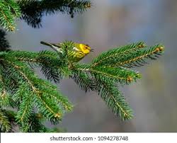 Image result for Dendroica tigrina