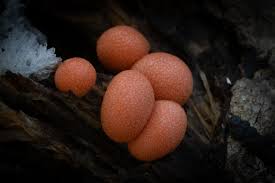 Attēlu rezultāti vaicājumam “Lycogala ustulatum macro”