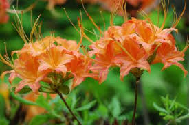 Attēlu rezultāti vaicājumam “Rhododendron calendulaceum”