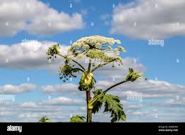 Attēlu rezultāti vaicājumam “Heracleum sosnowskyi leaf”