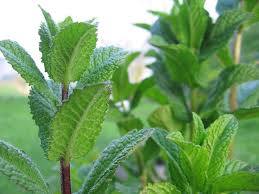 Image result for Mentha piperita