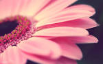 Flower - Flowers Photo (32348112) - Fanpop fanclubs