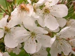 Attēlu rezultāti vaicājumam “Prunus avium flower”