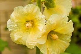 Image result for Alcea rosea