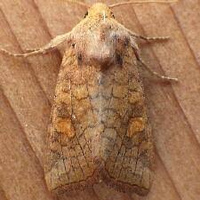 Attēlu rezultāti vaicājumam “Amphipoea”