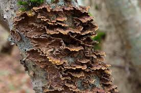 Attēlu rezultāti vaicājumam “Hymenochaete tabacina”