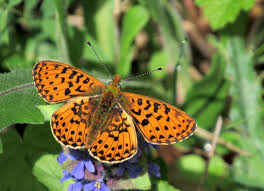 Attēlu rezultāti vaicājumam “Clossiana euphrosyne underside”
