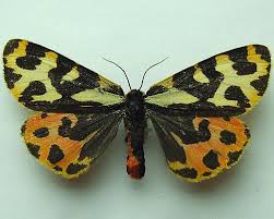 Attēlu rezultāti vaicājumam “Parasemia plantaginis”