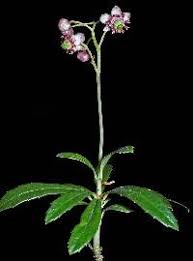 Attēlu rezultāti vaicājumam “Chimaphila umbellata flower”