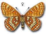 Attēlu rezultāti vaicājumam “Euphydryas maturna upperside”