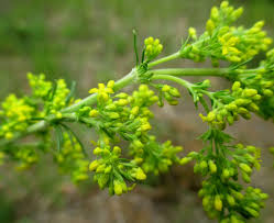 Attēlu rezultāti vaicājumam “Galium verum bud”