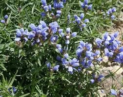Attēlu rezultāti vaicājumam “Dracocephalum ruyschiana fruit”