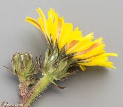 Attēlu rezultāti vaicājumam “Picris hieracioides”